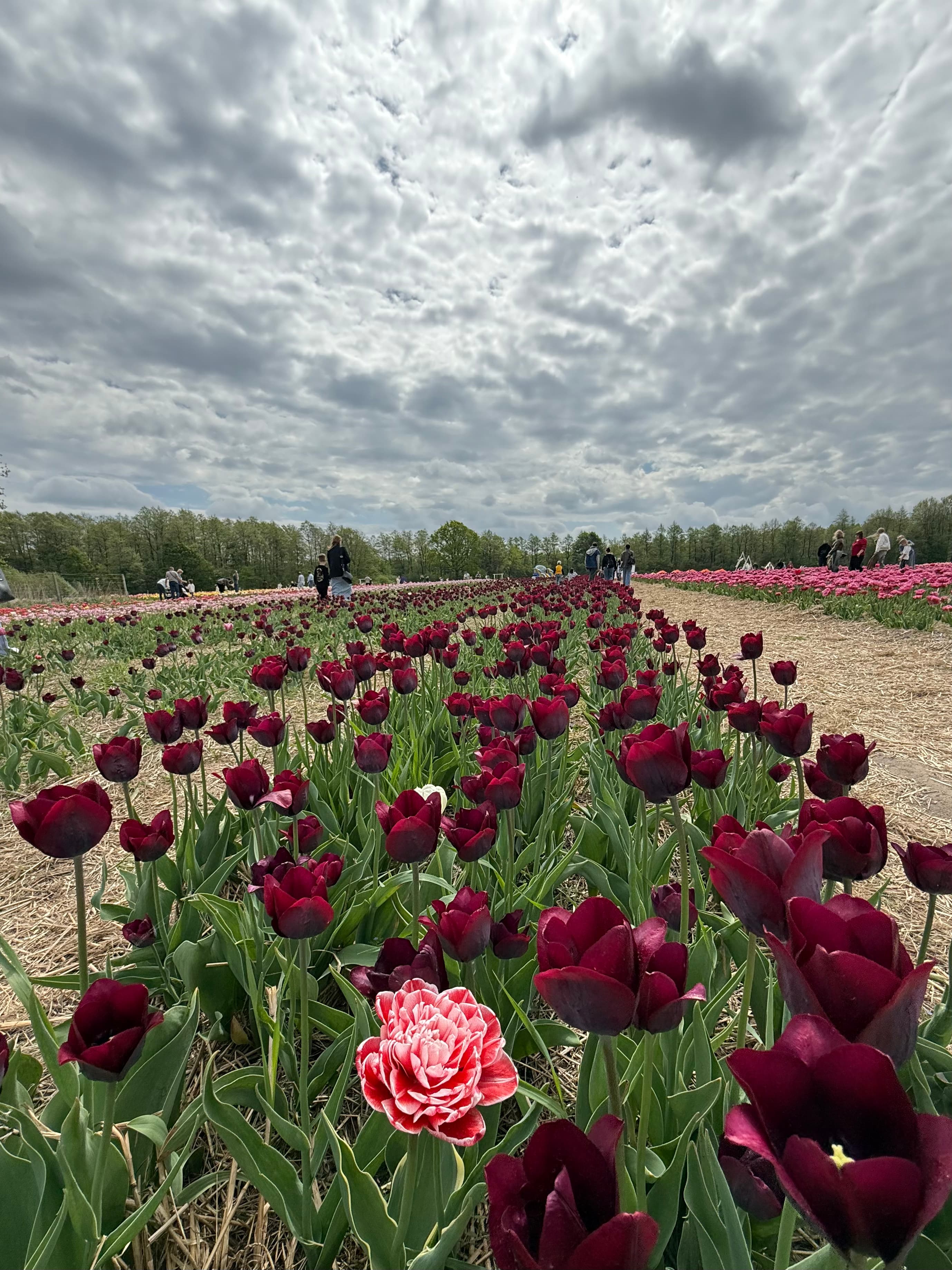 Волинська голландія